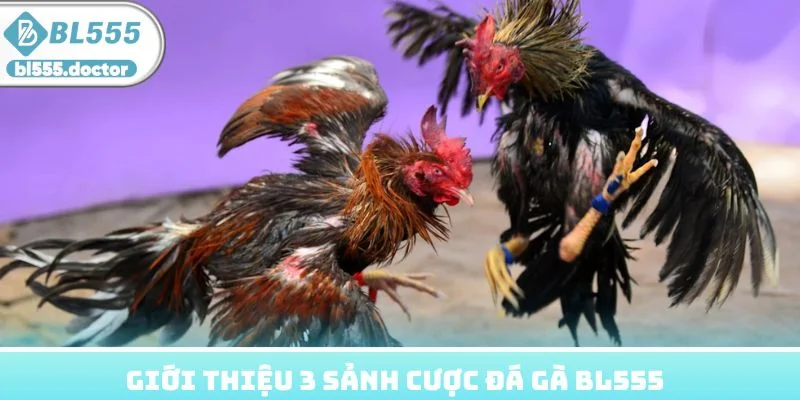 Giới thiệu 3 sảnh cược đá gà BL555 hiện đang hợp tác