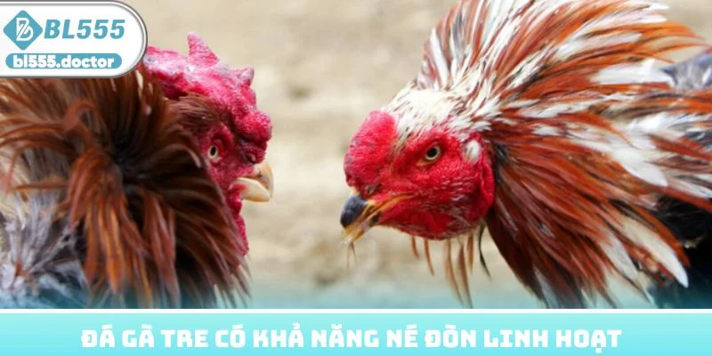 Loại hình gà tre có khả năng né đòn linh hoạt